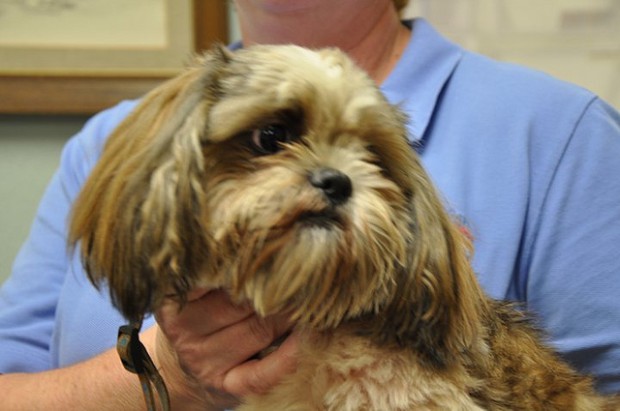 Hospitals say yes to visits from household pets